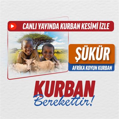 Şükür Kurbanı Koyun